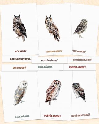 🦉NOVINKA! Sada A4 demonstračních karet SOVY! 🦉 Našim malým badatelům jsme připravili parádní novinku, se kterou objeví...